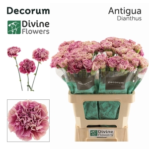 Dianthus ST 'Antigua'