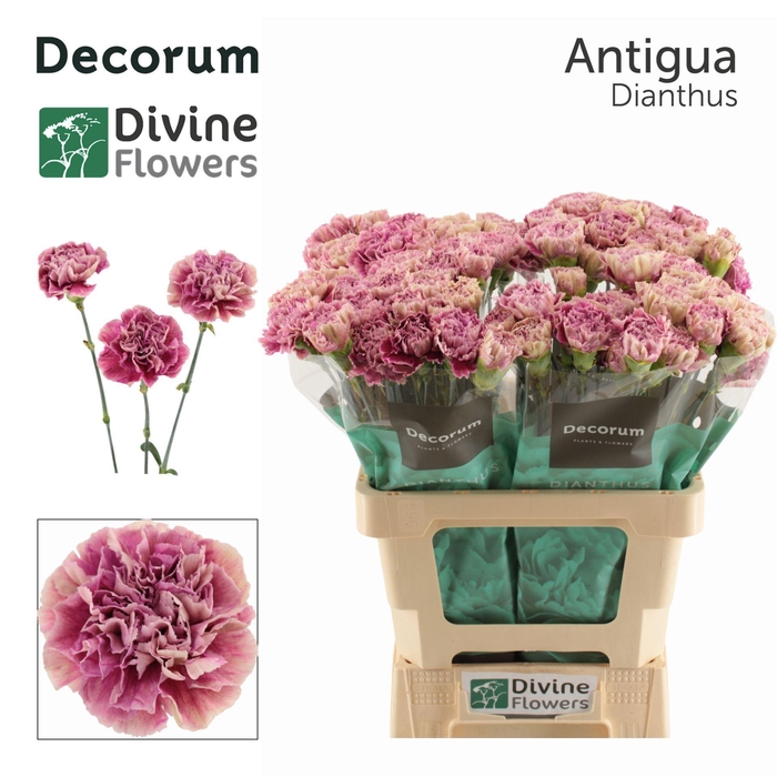 <h4>Dianthus ST 'Antigua'</h4>