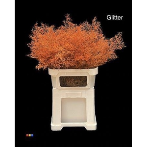 Limonium Orange + Glitter Bio