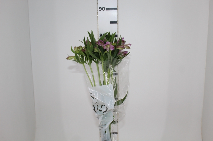 <h4>ALSTROEMERIA PLATINA 080 CM</h4>