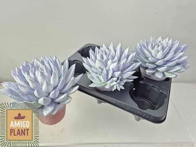 <h4>ECHEV PAINTED FROZEN X3</h4>