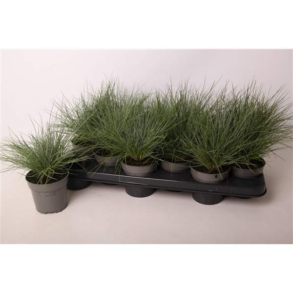 <h4>Festuca glauca 'Eisvogel'</h4>