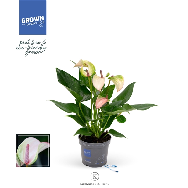 <h4>Anthurium - KARMA Pulse | 9cm</h4>