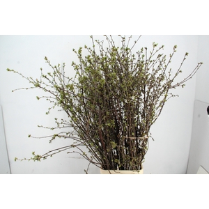 KERSENBLOESEM GROF PER STEM 170CM