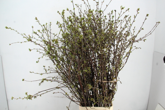 <h4>KERSENBLOESEM GROF PER STEM 170CM</h4>