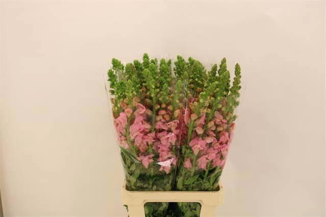 <h4>ANTIR POTO PINK</h4>