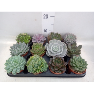 Echeveria   ...mix