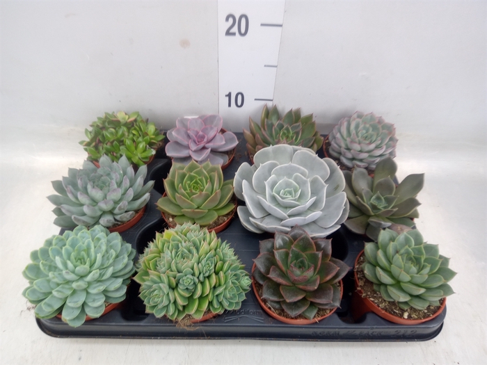 <h4>Echeveria   ...mix</h4>