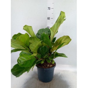Ficus lyrata