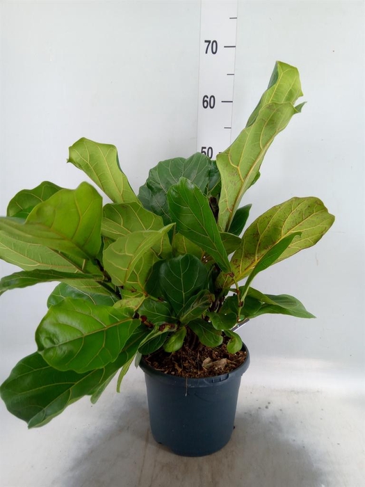 <h4>Ficus lyrata</h4>