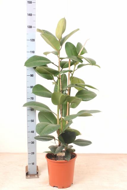 <h4>FIC EL ROBUSTA</h4>