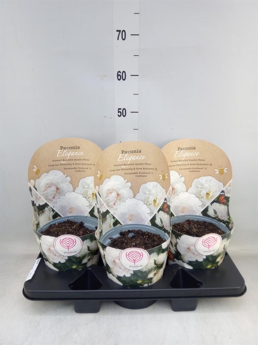 <h4>Paeonia   ...</h4>