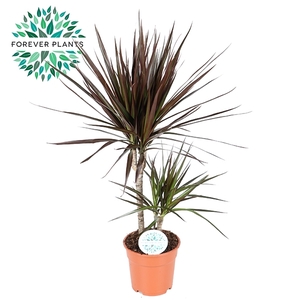 Dracaena Magenta p17 30+10