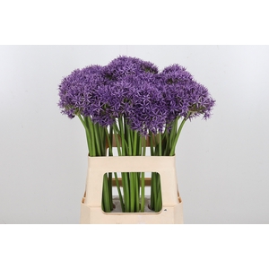 Allium Violet Beauty