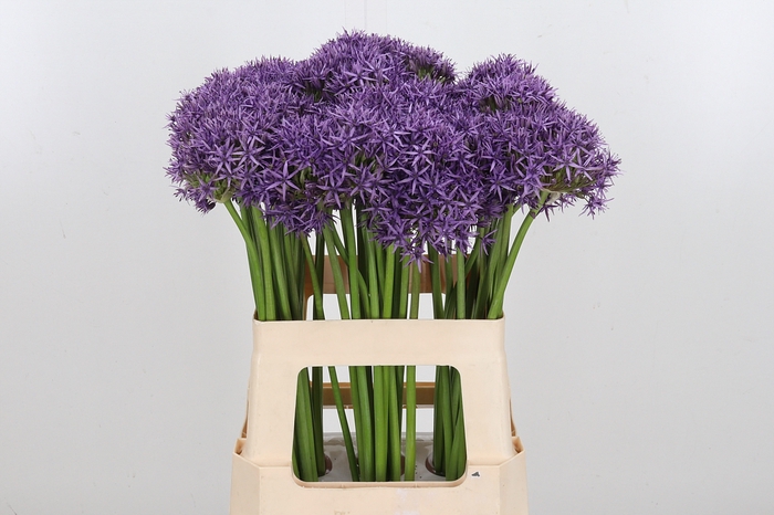 <h4>Allium Violet Beauty</h4>