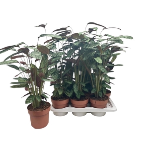 CTENANTHE COMPACTSTA