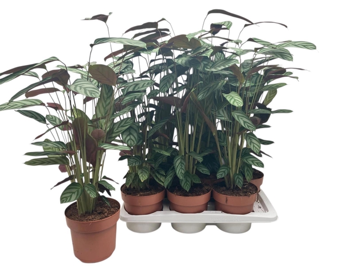 <h4>CTENANTHE COMPACTSTA</h4>