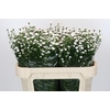 Aster White Gypsy