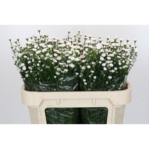 Aster White Gypsy