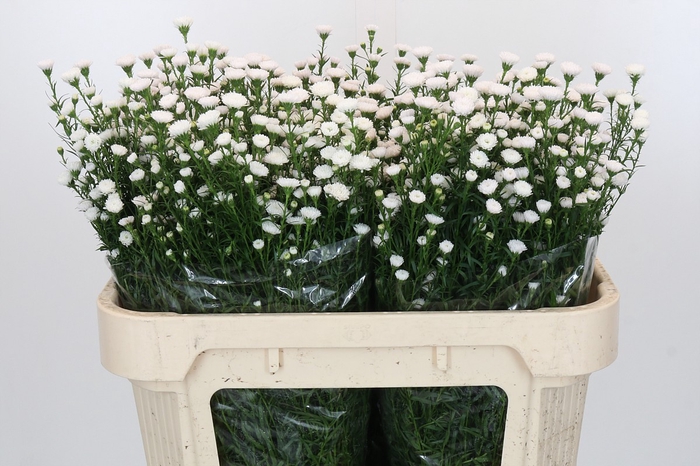 <h4>Aster White Gypsy</h4>