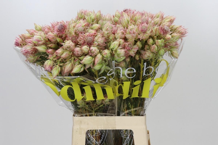 <h4>Blushing Bride Bridal Pink</h4>