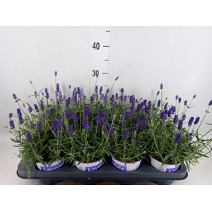 Lavandula angus. 'Hidcote'
