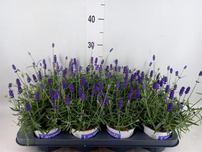 <h4>Lavandula angus. 'Hidcote'</h4>