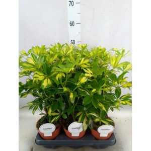 Schefflera arbor. 'Gerda'