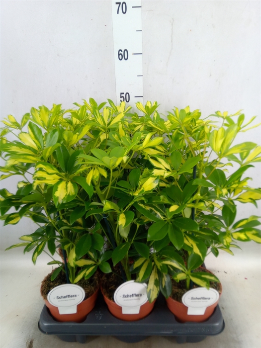 <h4>Schefflera arbor. 'Gerda'</h4>