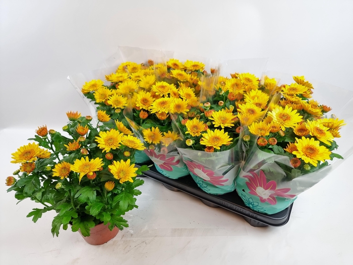 <h4>CHRYS SPLASH YELLOW</h4>