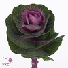 Brassica olga