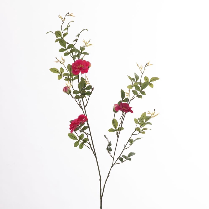 <h4>AF Rosa Wild L131cm Beauty</h4>