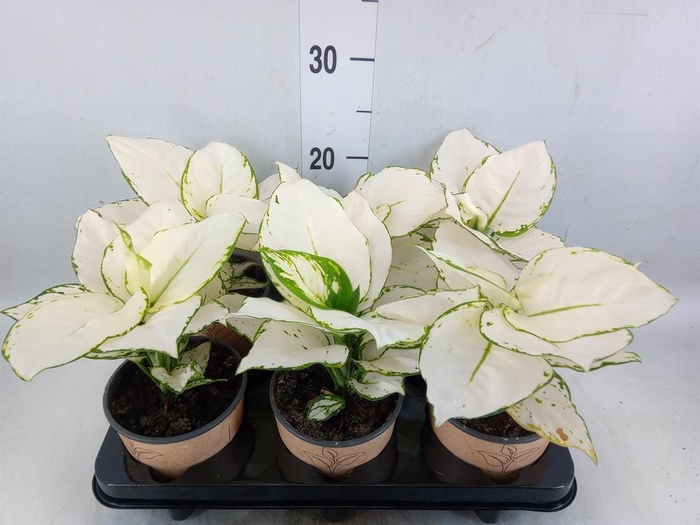 <h4>Aglaonema   ...</h4>