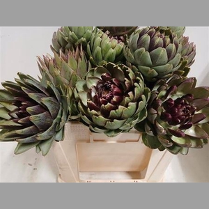 Cynara Sc Green Glob
