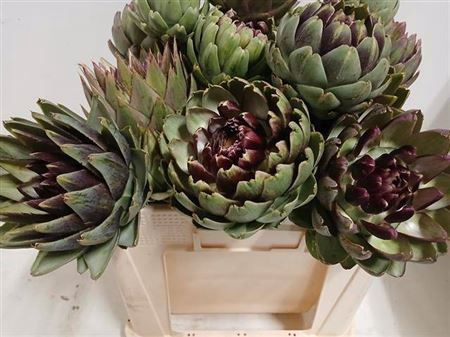 <h4>Cynara Sc Green Glob</h4>