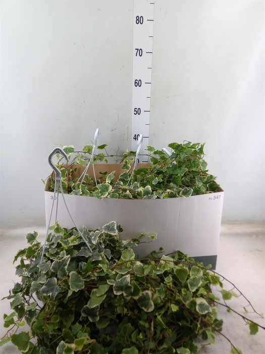 <h4>Hedera helix 'White Wonder'</h4>