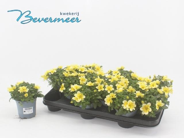 <h4>BID GOLDSTRIKE</h4>