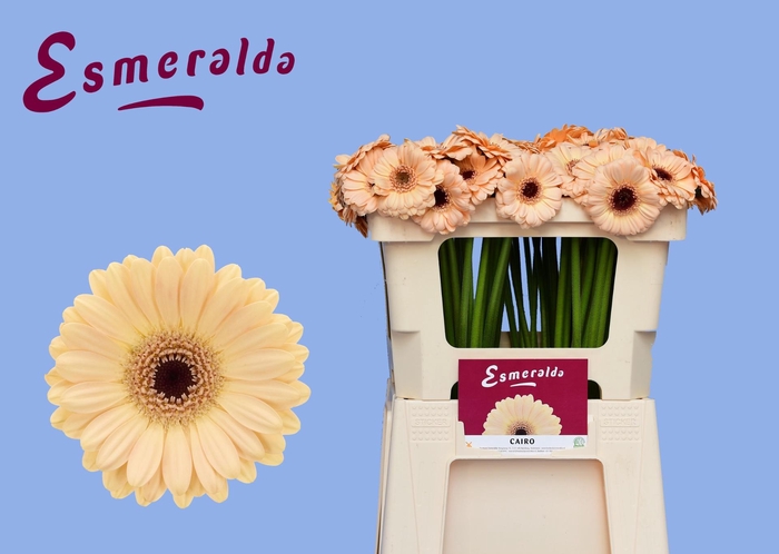 <h4>GE MI CAIRO</h4>