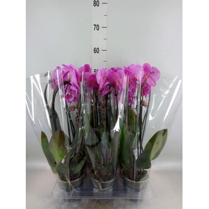 Phalaenopsis  'Elegant Cascade'