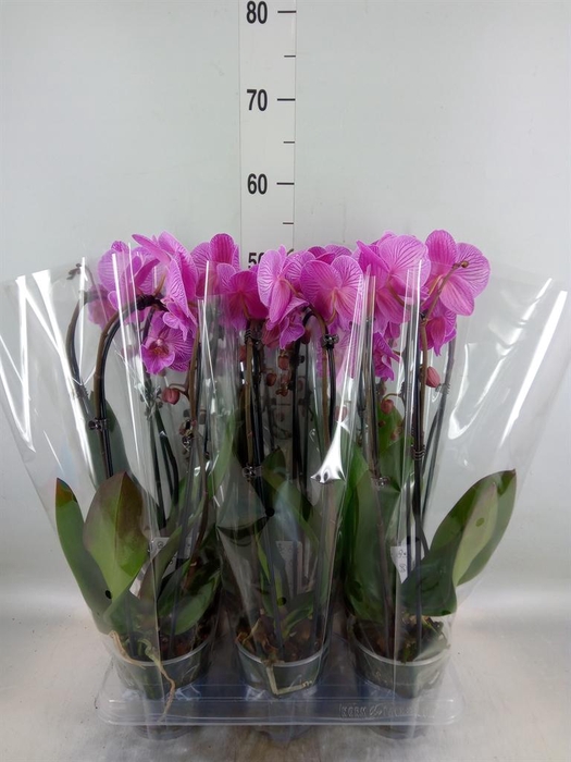 <h4>Phalaenopsis  'Elegant Cascade'</h4>