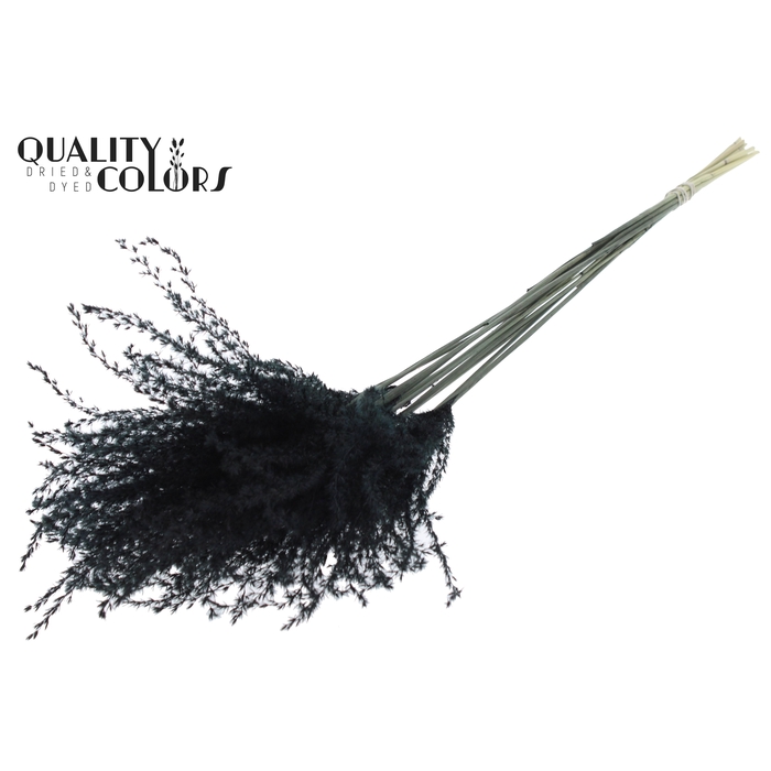 <h4>Miscanthus 5 pcs/bunch Black</h4>