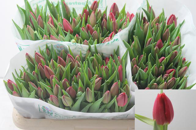 <h4>TU EN  CORENDON</h4>