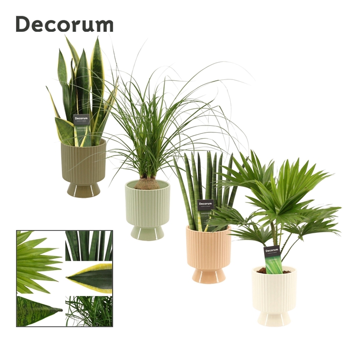 <h4>Groenmix 12 cm in Marly (Silent moods-collection)</h4>