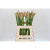 Nerine Vesta K