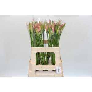 Nerine Vesta K