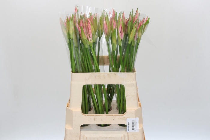 <h4>Nerine Vesta K</h4>
