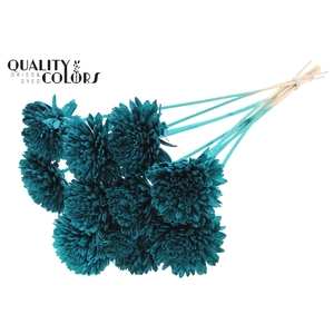Shola Zinia Ø8cm on stem Turquoise