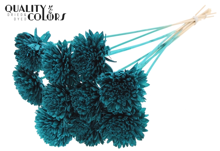 Shola Zinia Ø8cm on stem Turquoise