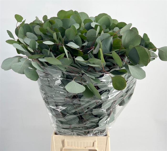 <h4>Euc Pop. Leaf 400gr Ex</h4>