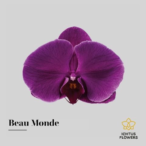 <h4>Phalaenopsis Beau Monde</h4>